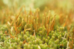 Image of Clubmosses