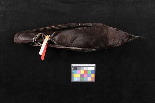 Image of American crow