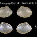 Image of Ennucula colombiana (Dall 1908)