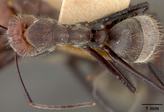Image of Carpenter ant