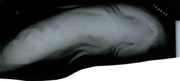 Image of Hexanchus