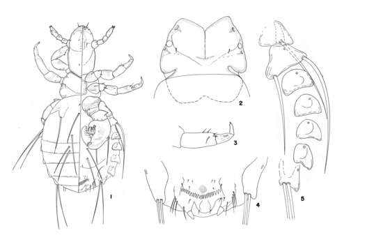 Image of Enderleinellus
