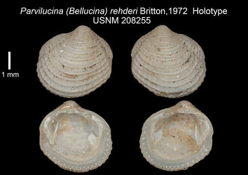 Image of Lucinoida