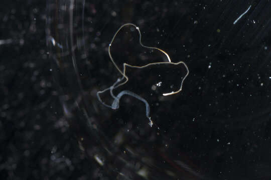 Image of segmented worms