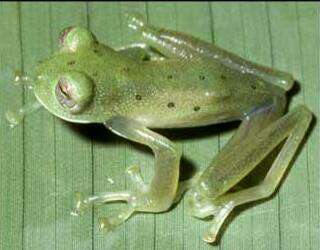 Image of glass frogs