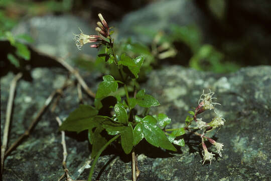 Image of hempvine