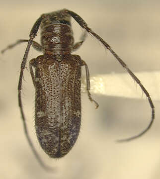 Image of Egesina