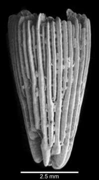 Image of Turbinoliidae Milne Edwards & Haime 1848