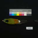 Image of Eumomota superciliosa apiaster (Lesson & R 1842)