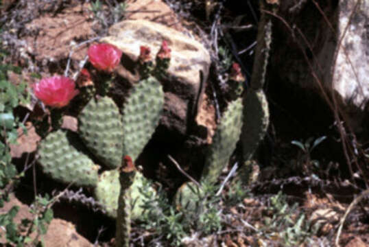 Image of Panhandle Prickly-pear