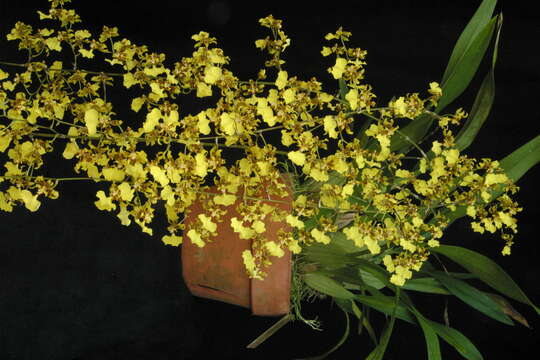 Image of Monocots