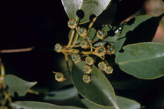 Image of Trochodendrales