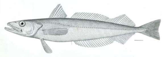 Image of Merluccius