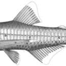 Image of Nightlight fish