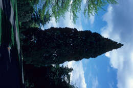 Image of cypress family