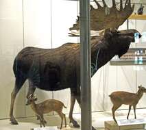 Image of Alaskan Moose