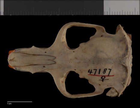 Image of Michoacan pocket gopher