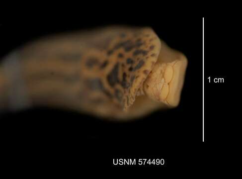 Image of Limacoidea Batsch 1789