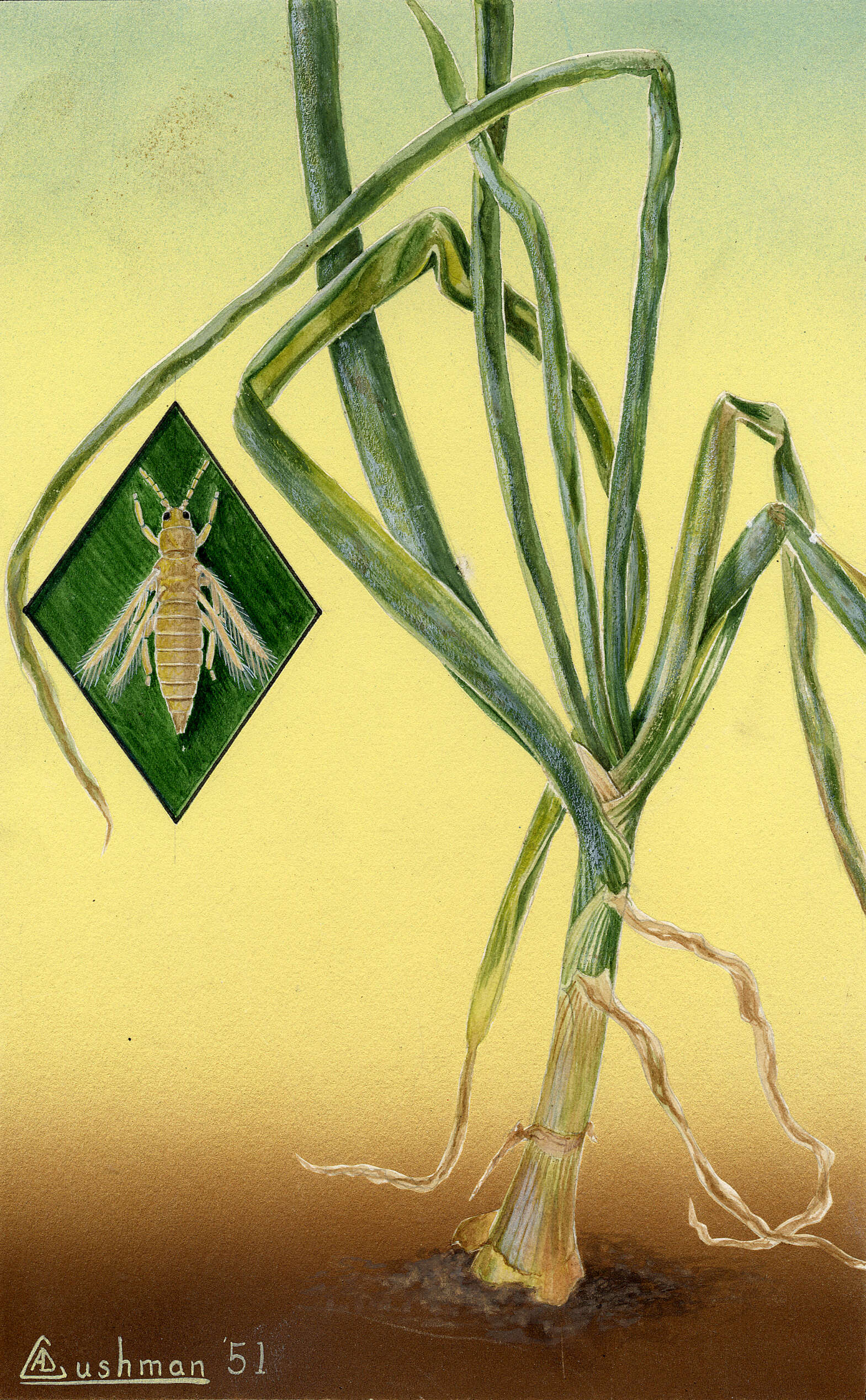 Image of thrips