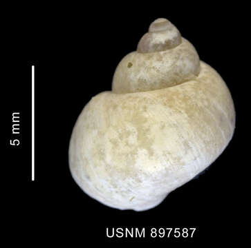 Image of Littorinimorpha
