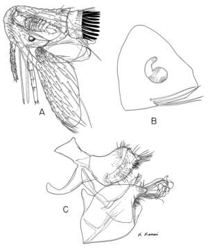 Image of fleas
