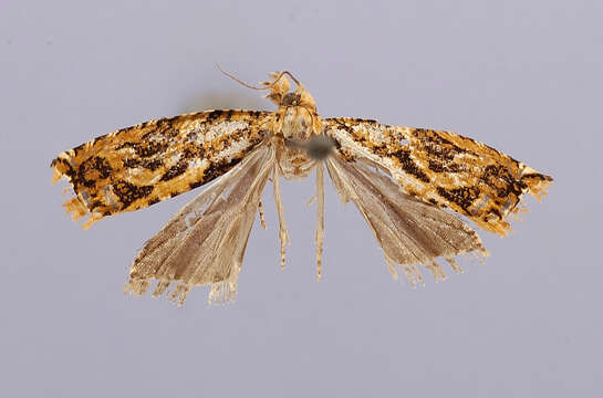 Image of Peridaedala
