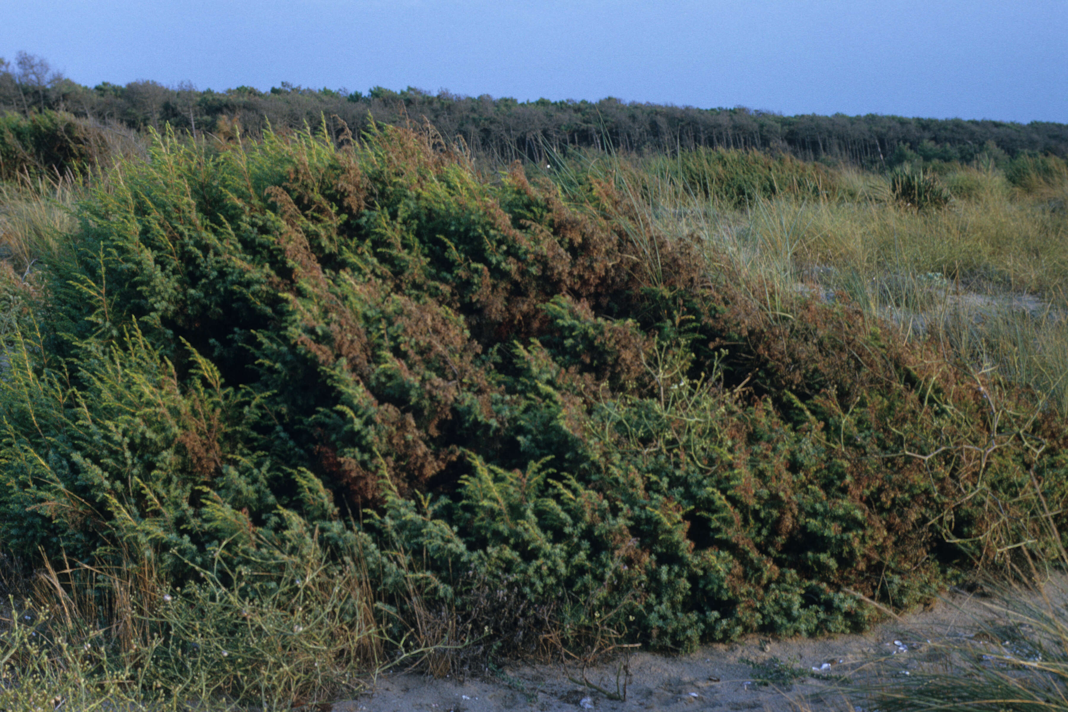 Juniperus oxycedrus (rights holder: )