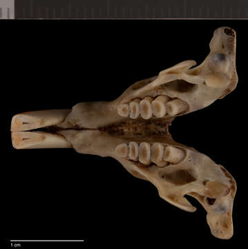 Image of therapsid