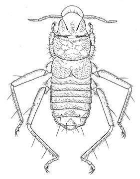 Image of Hesperoctenes