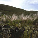 Image of Peruvian feathergrass