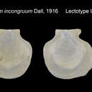 Image of incongruous glass-scallop