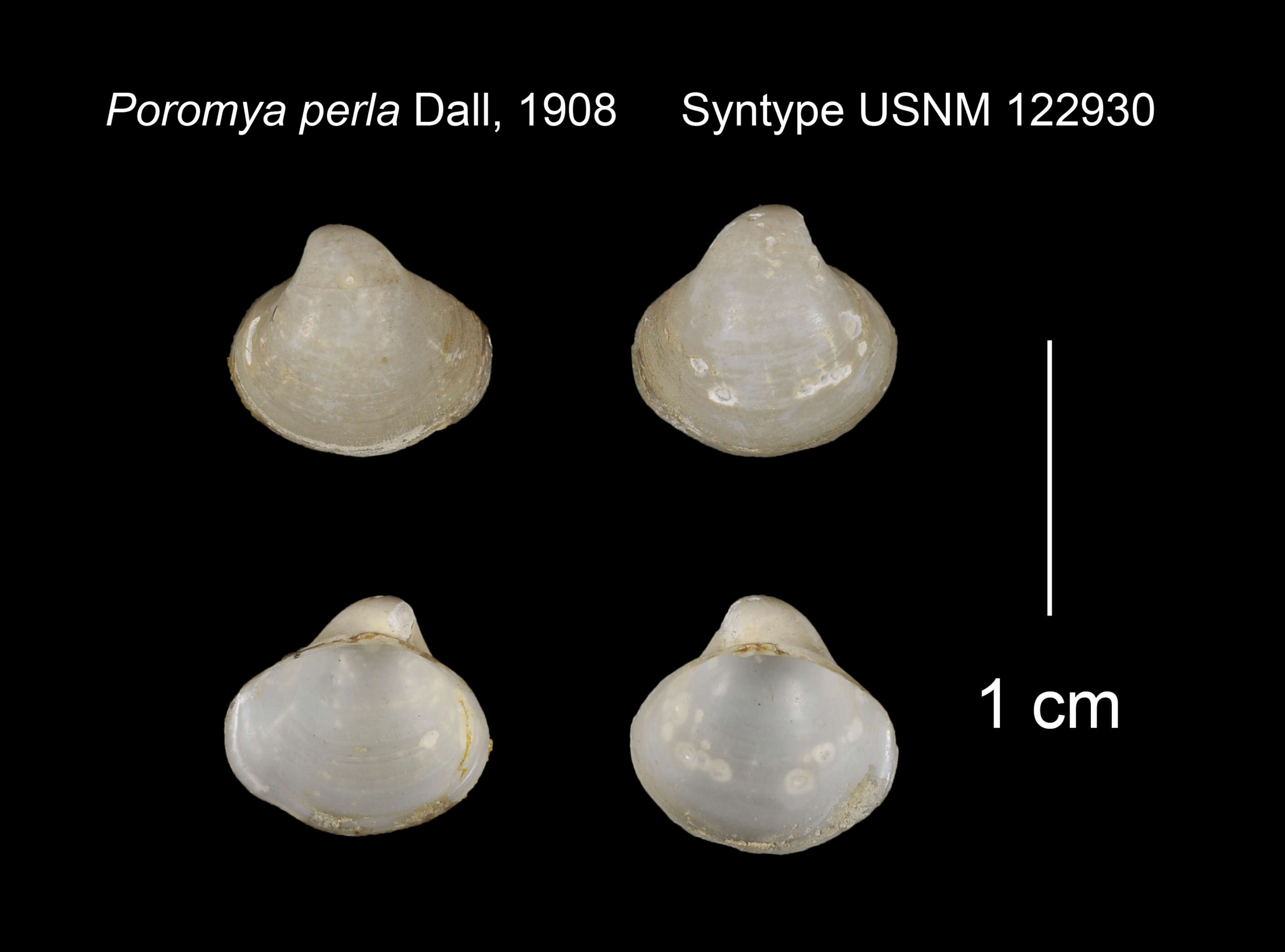 Image of Poromyoidea Dall 1886