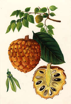 Image of Magnoliopsida