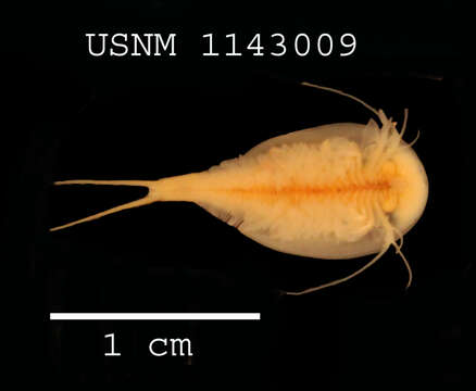 Image of branchiopods