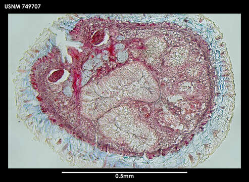 Image of solenogasters