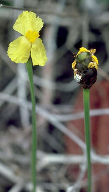 Image of yellow-eyed-grass family
