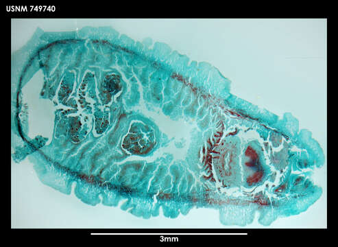 Image of solenogasters