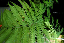 Image of wood ferns