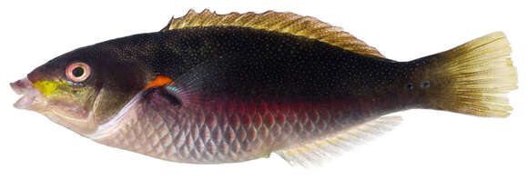 Image of jawed fish