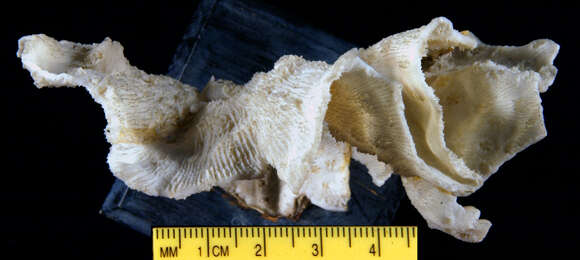 Image of stony corals