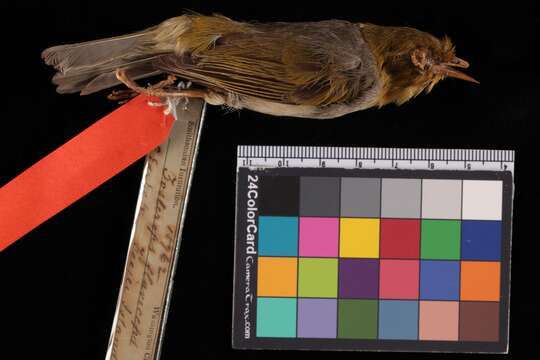 Image of Silvereye