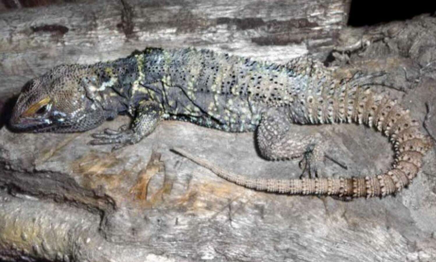Image of Iguania