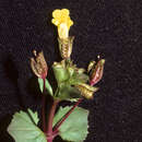 Image of Round-Leaf Monkey-Flower