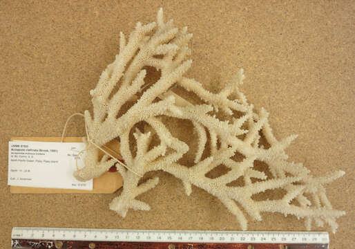Image of stony corals