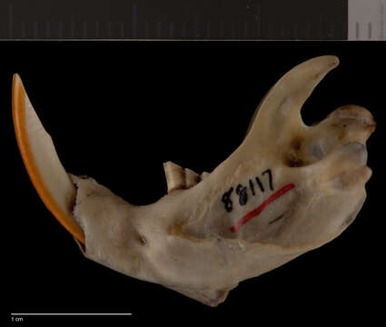 Image of therapsid