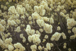 Image of Saxifragales