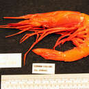 Image of scarlet gamba prawn