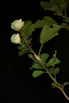 Image of flymallow