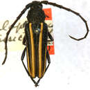 Image of Zalophia funebris (Bates 1880)