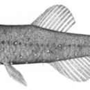 Image of Mexican lampfish